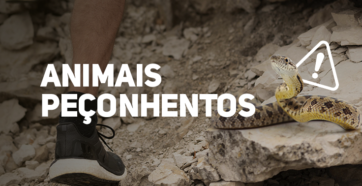 Banner com o título 'ANIMAIS PEÇONHENTOS' em destaque, em letras brancas, sobre uma trilha de pedras. À esquerda, aparece a perna de uma pessoa usando tênis de caminhada, enquanto à direita há uma cobra em posição de alerta sobre as rochas. Acima da cobra, um ícone de aviso com ponto de exclamação reforça o alerta para o risco de encontro com animais peçonhentos durante atividades em áreas naturais.